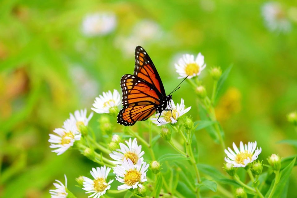German chamomile attracts butterflies 