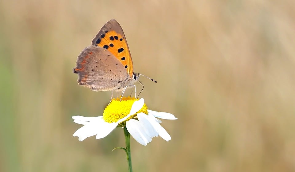 Roman chamomile produces less flowers than the German chamomile 