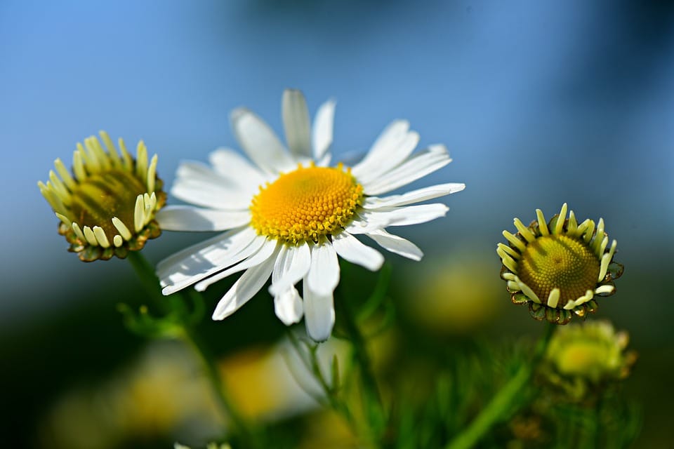 Chamomile tea is very good for people with anxiety, stress and depression