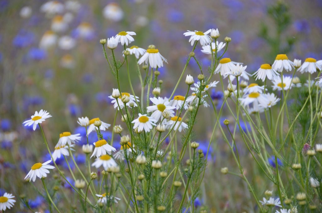 It is very common to see German chamomile in European meadows