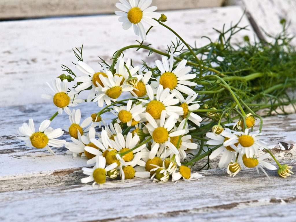 German chamomile produces more flowers than Roman chamomile