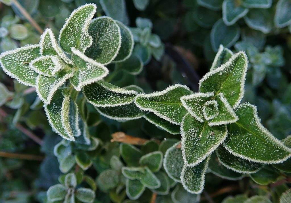 Oregano is a pretty resistant plant which can survive even a little frost