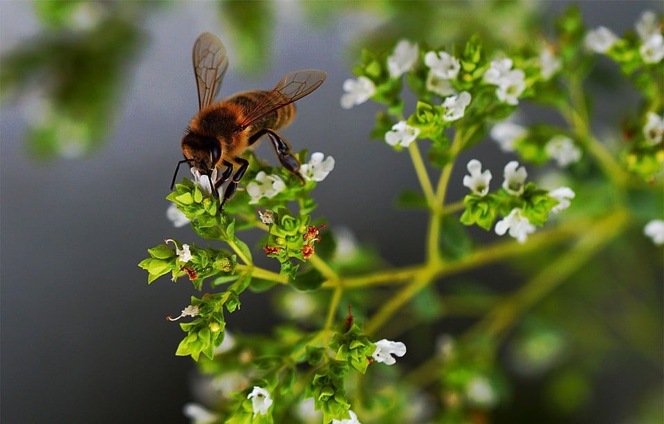 Flowers are pretty, usually ranging from white to pink and purple. Bees love their pollen and they can produce delicious honey. 