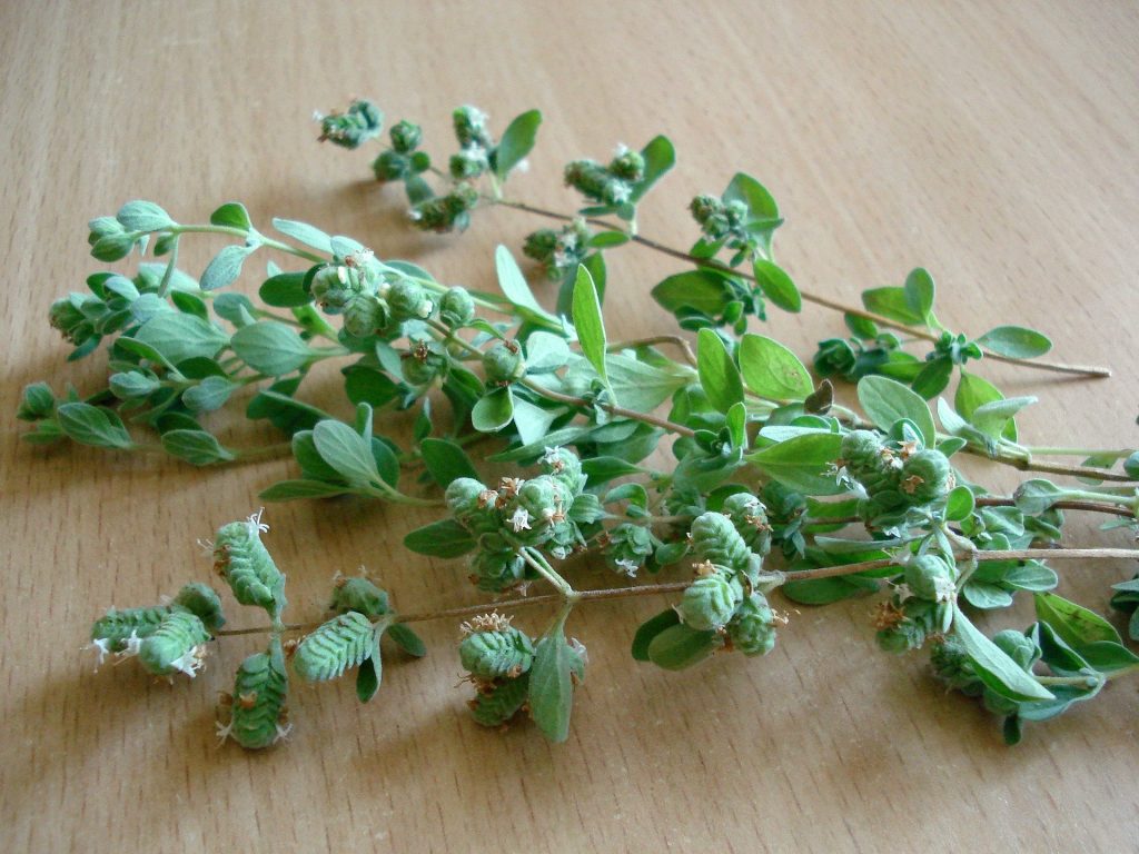 Marjoram is one of the many types of oregano (origanum)