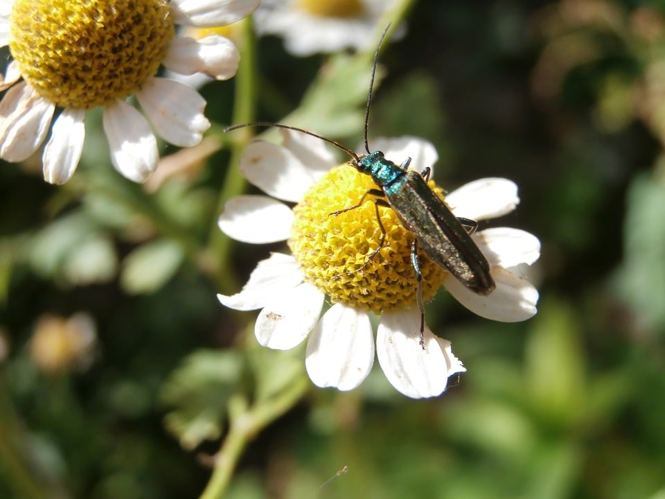 Bettle on top of a roman chamomile flower