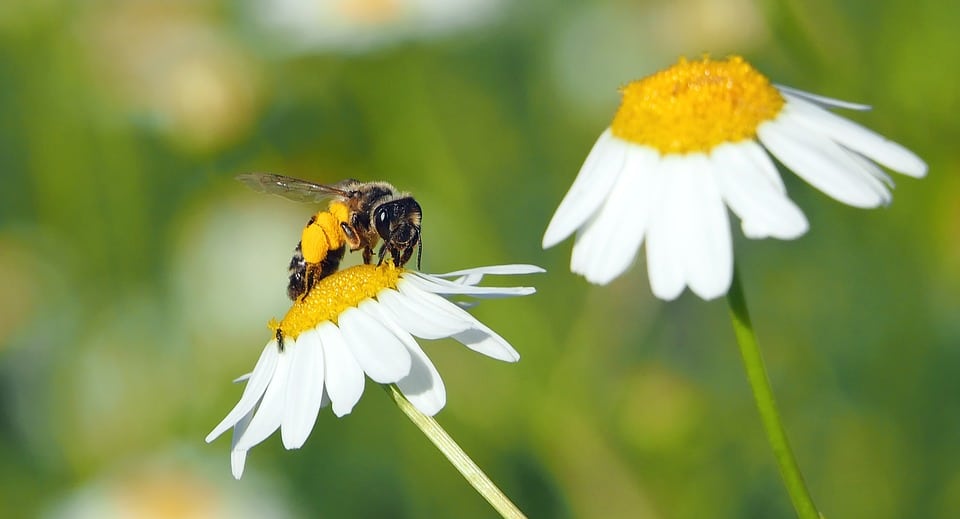 Bee on top of a roman chamomile flower