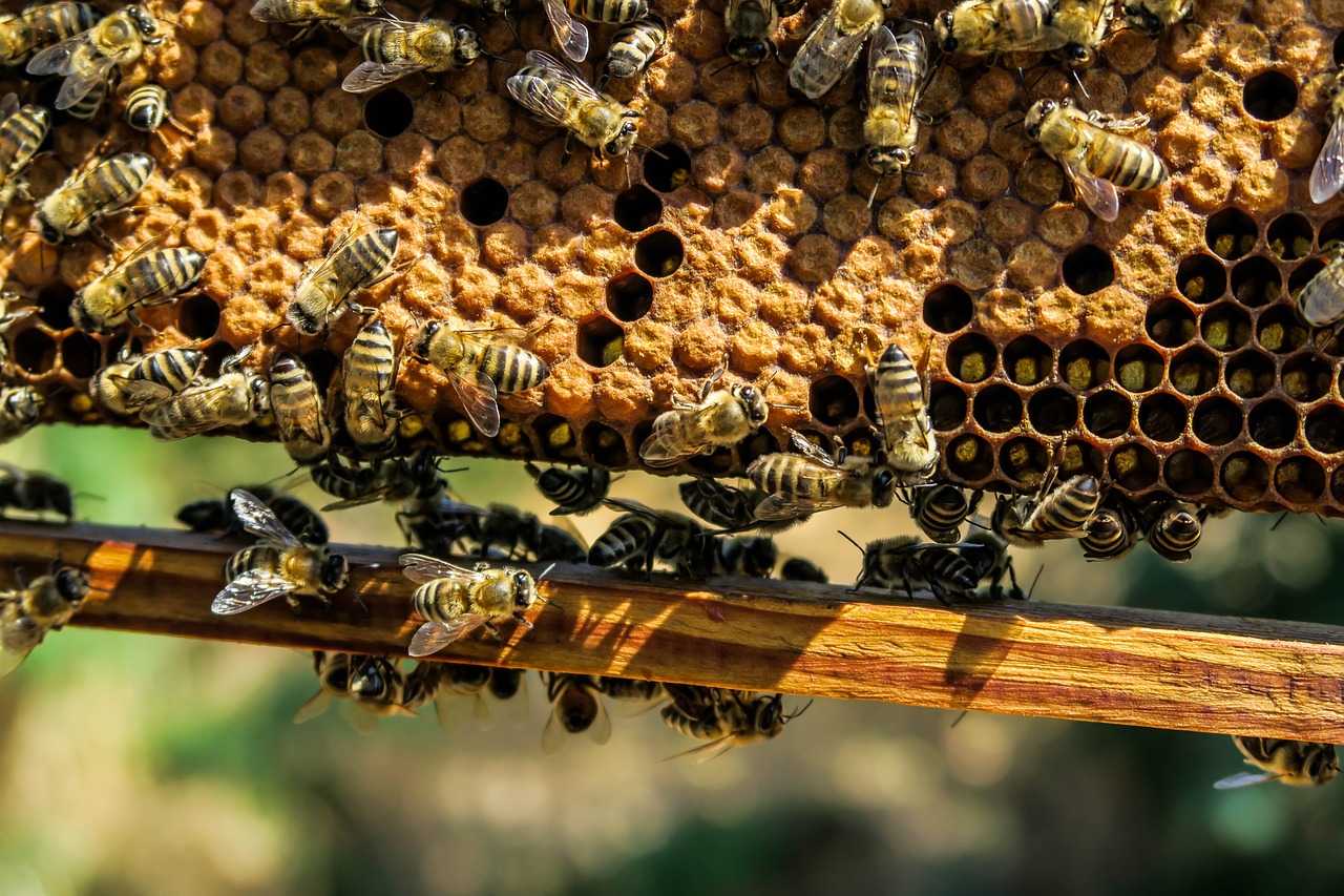 bees in a hive