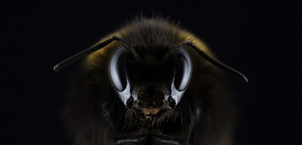 bee