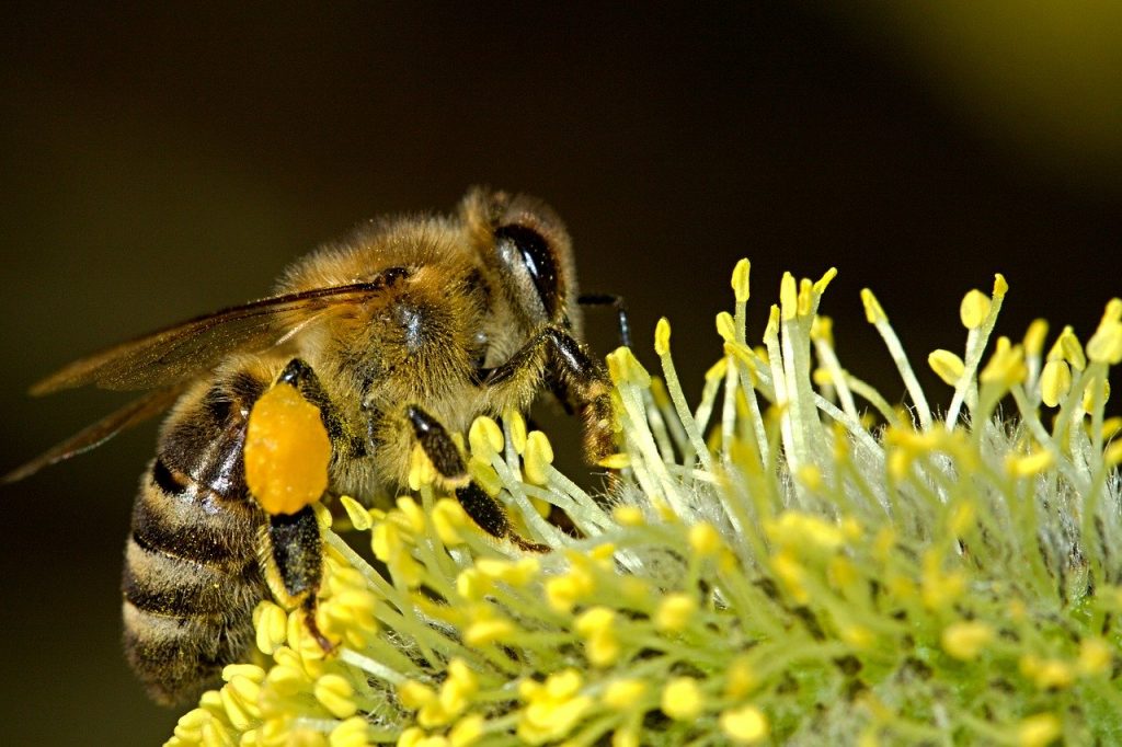 bees in flowers 