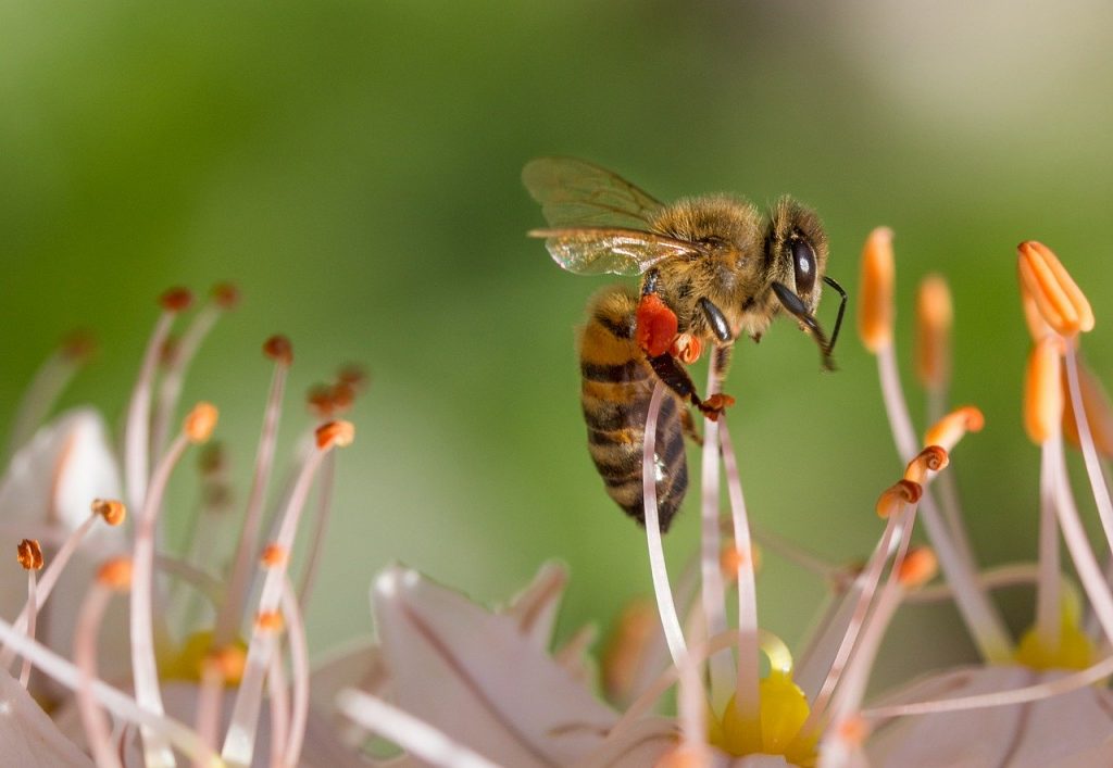 bees in flowers 