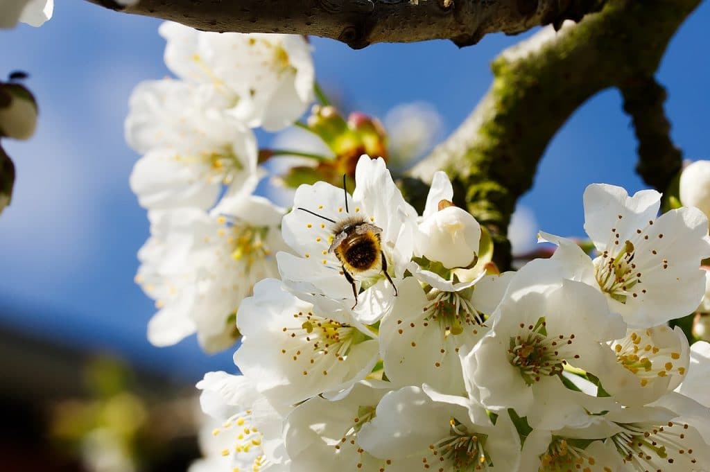 bees in flowers 