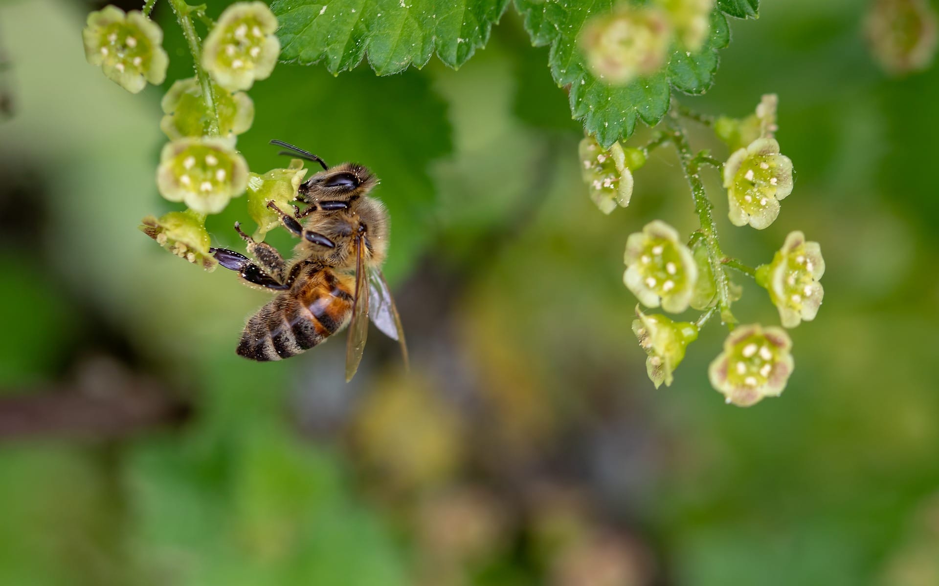 bee getting pollen from a flower