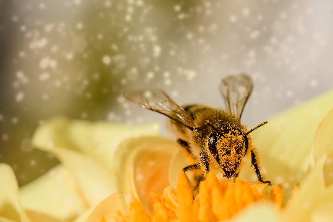 bee sucking nectar from a flower covered in pollen