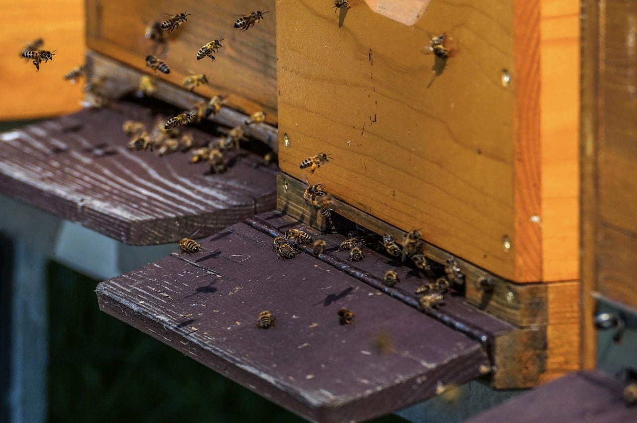 bees going in and out of a beehive