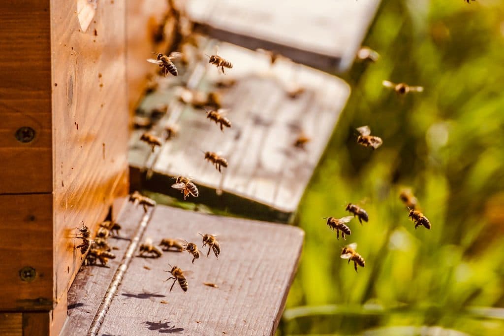 bee in box 