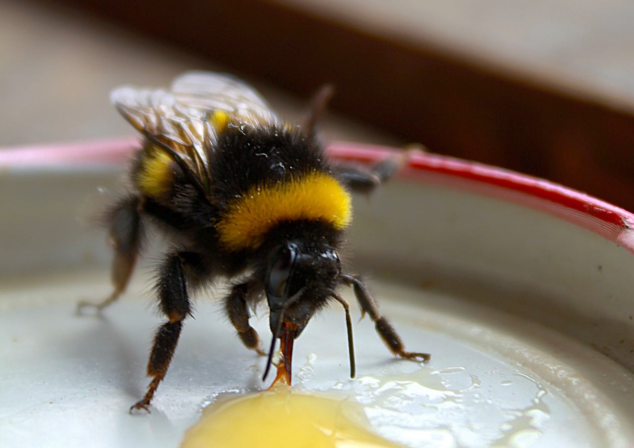 bee sucking honey