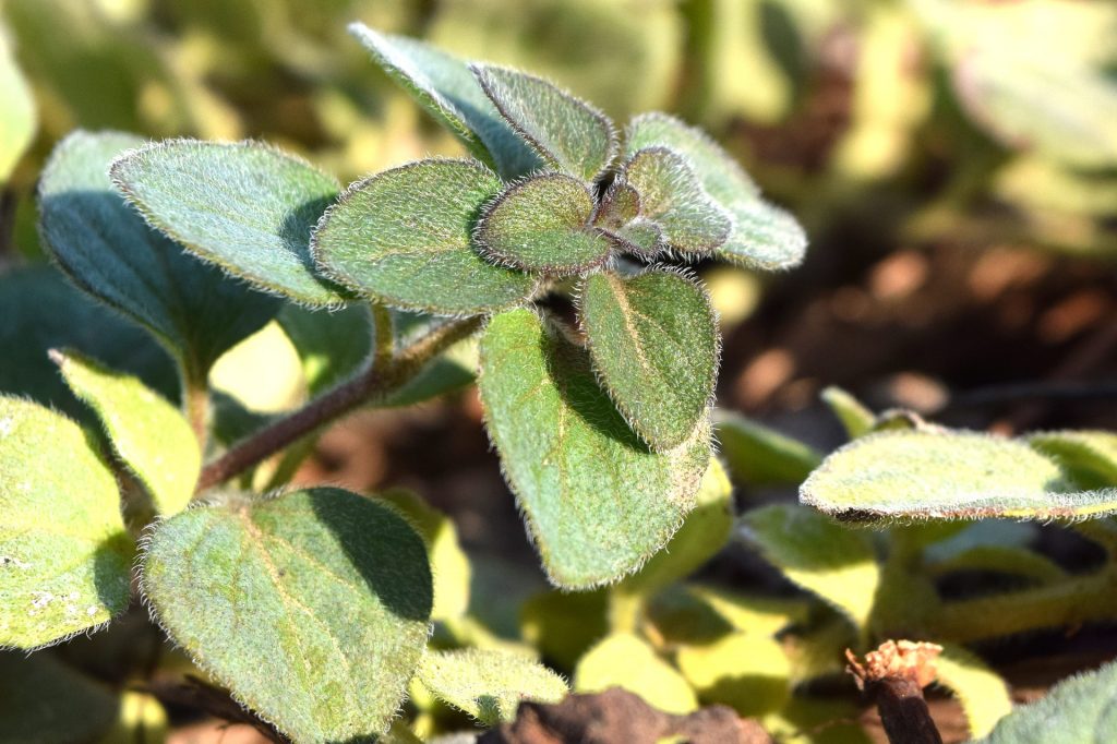 Plant oregano using cuttings to maintain the genetic characteristics of the original plant