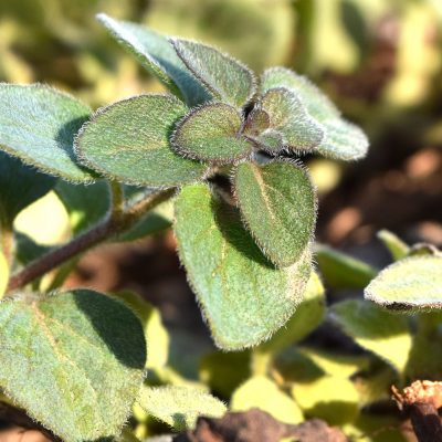 How to Plant Oregano: Varieties, Growth and Harvest