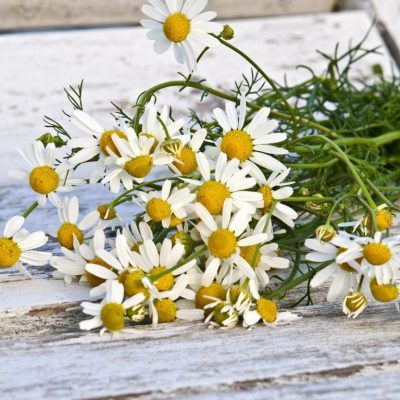 German Chamomile, a Tough Herb with a Delicious Smell