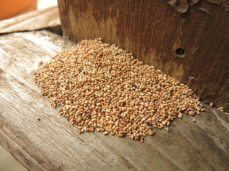 termite poop or pellets