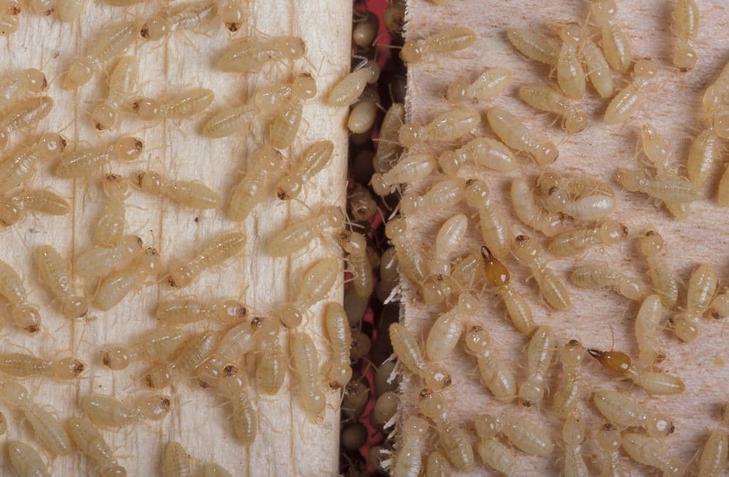 termites look like white ants