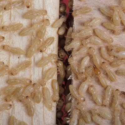 10 Effective Ways Treat to Termites Naturally