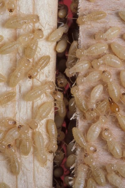 termites look like white ants