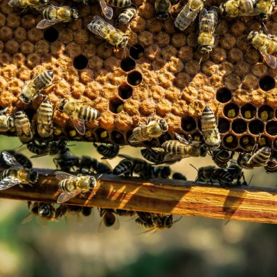8 Best Beekeeping Books for Beginners to Experienced Keepers