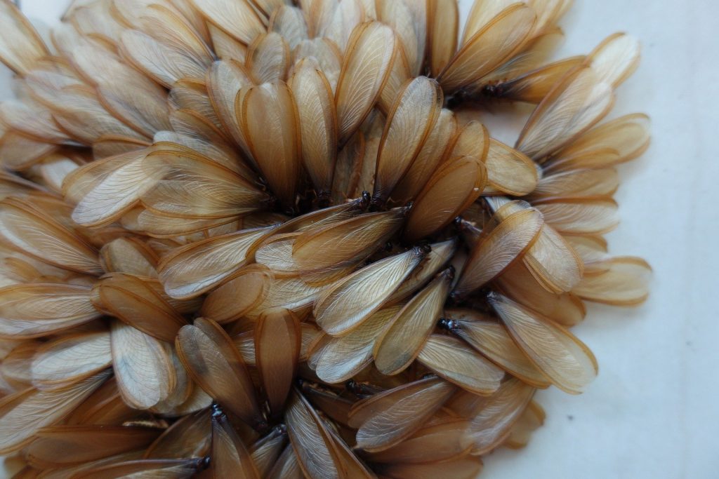 discarded wings of termite swarmers