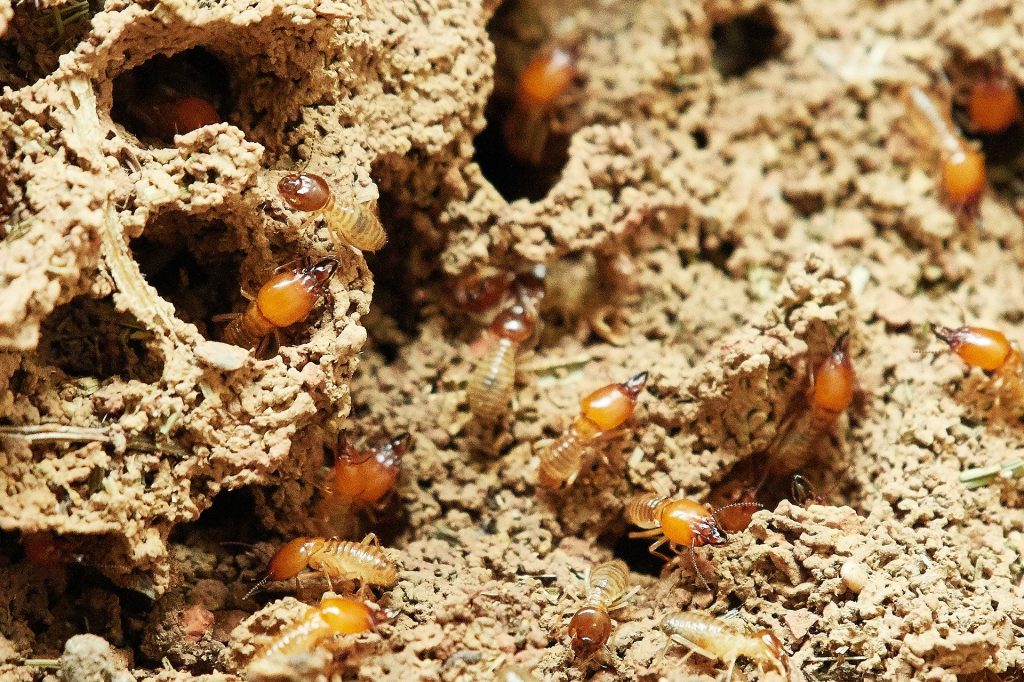 termites digging holes on dirt 