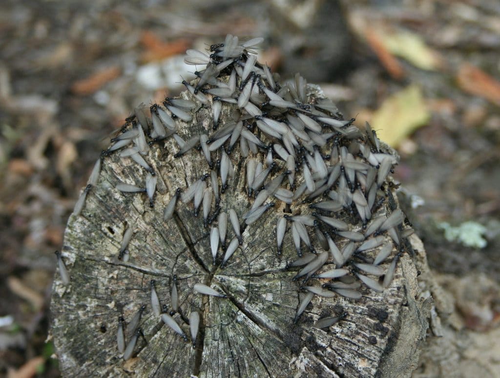 swarmer termites are the ones that reproduce